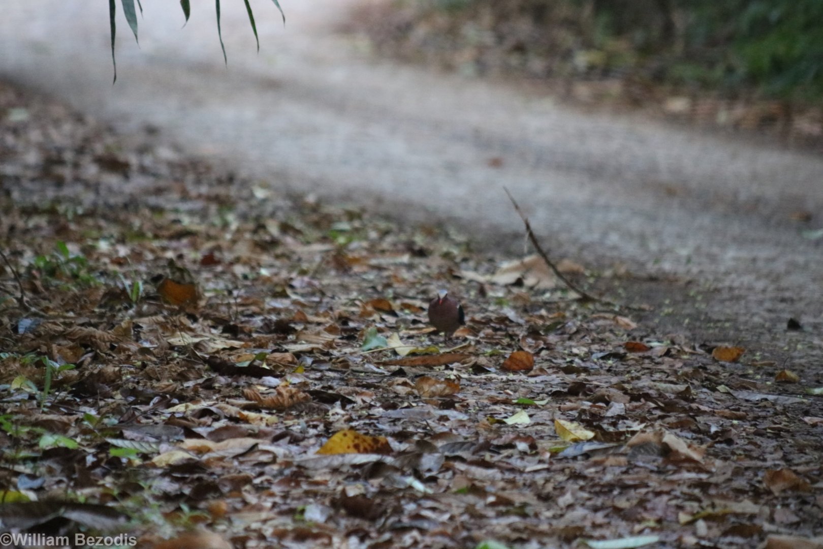 Well Camouflaged Grey-capped Emerald Dove - Kaeng Krachan National Park