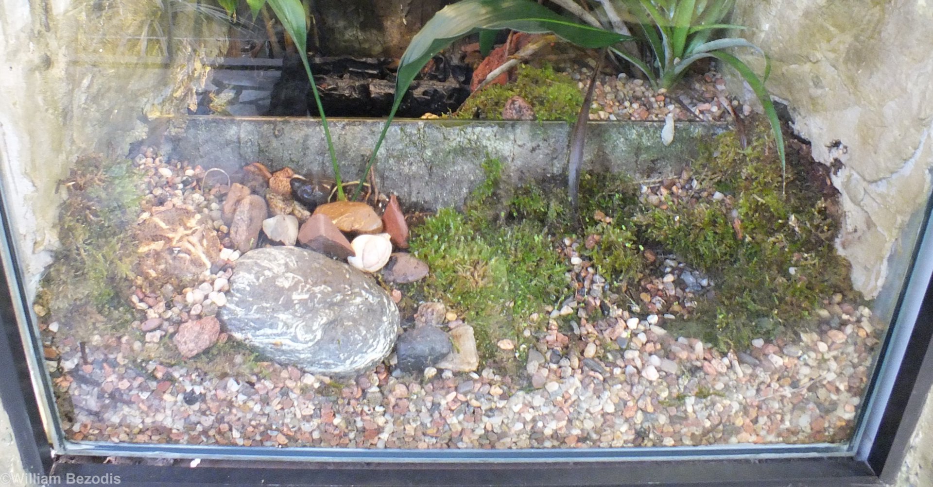 Well-chamouflaged Chacoan Burrowing Frog - Wroclaw Zoo Terrarium