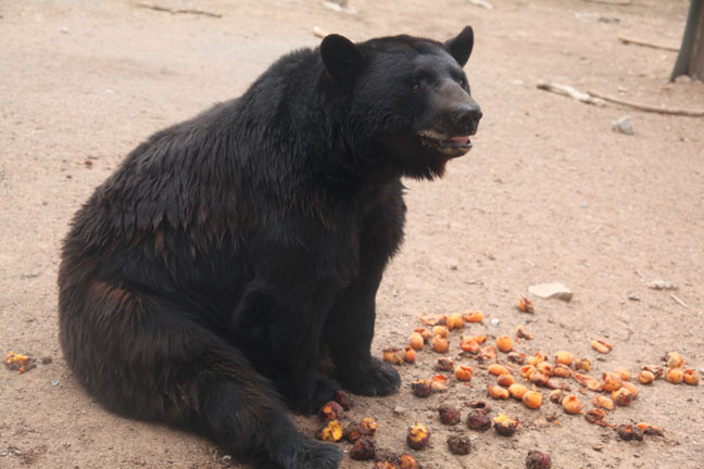 well fed black bear
