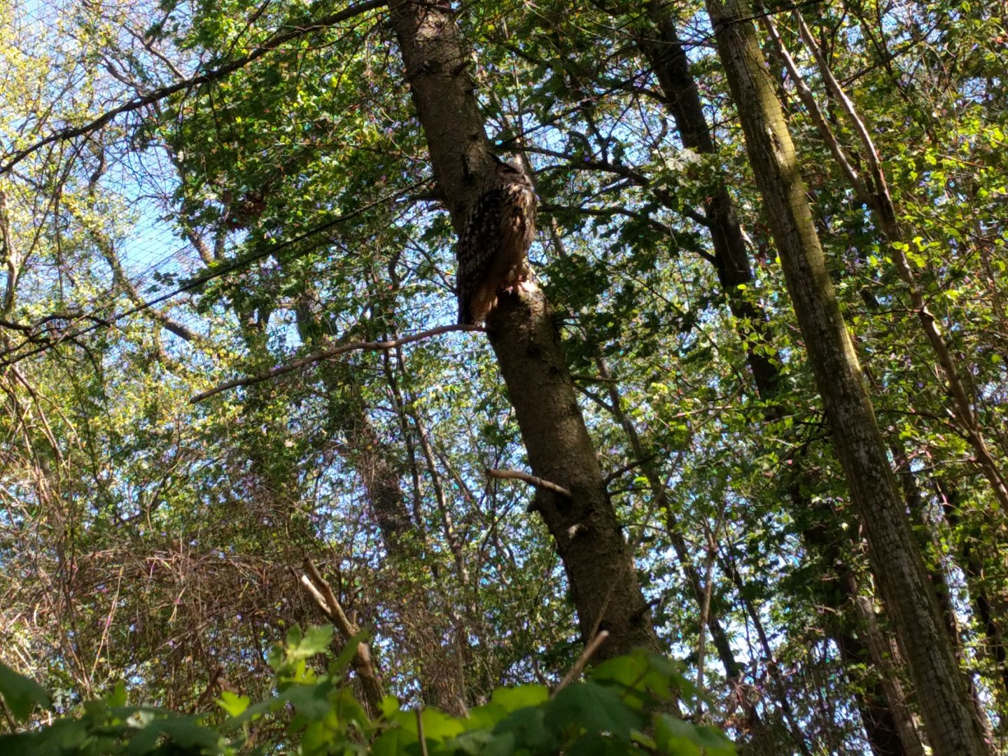 Well Hidden eurasian Eagle owl