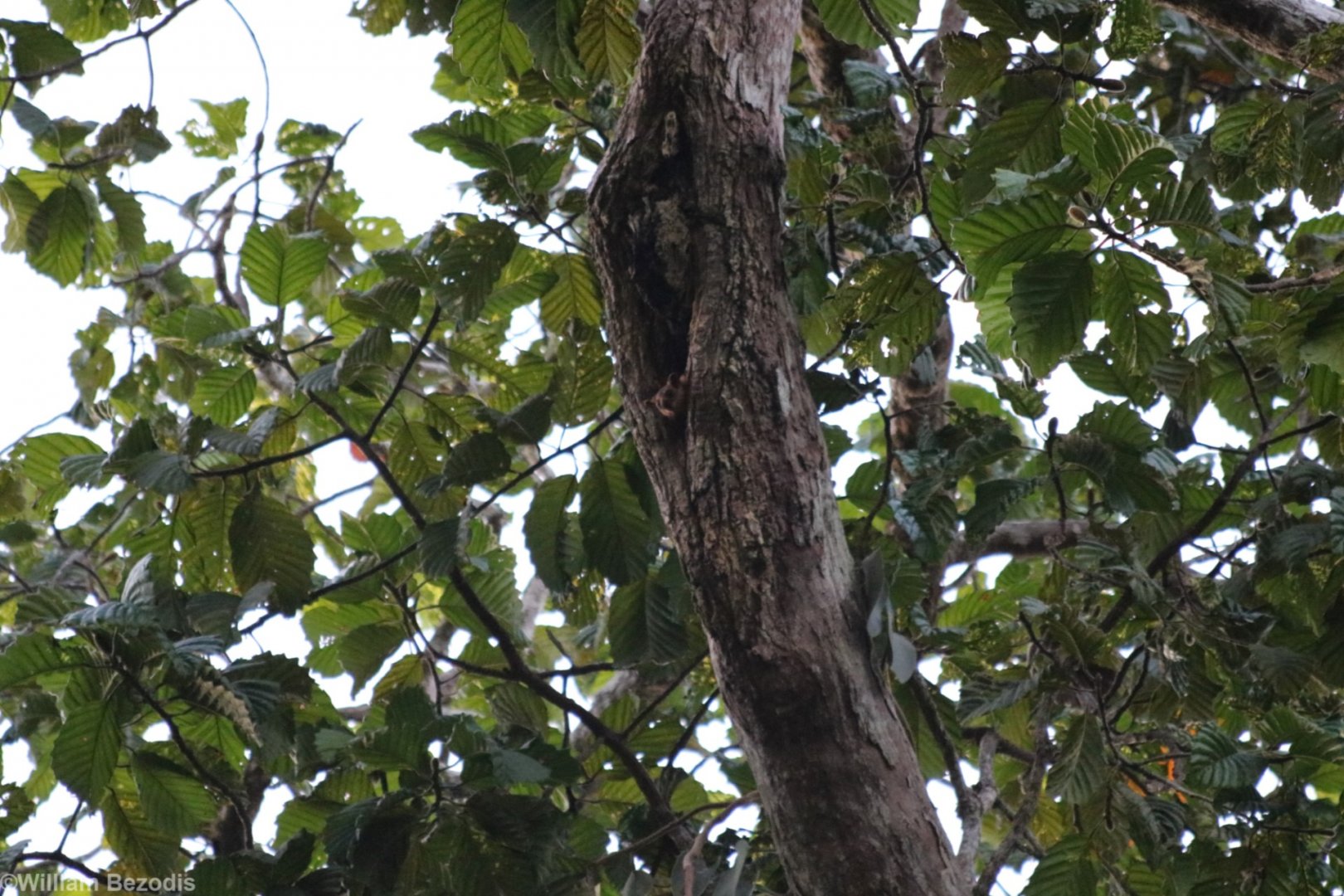 Well-hidden Red Giant Flying Squirrel - Sepilok