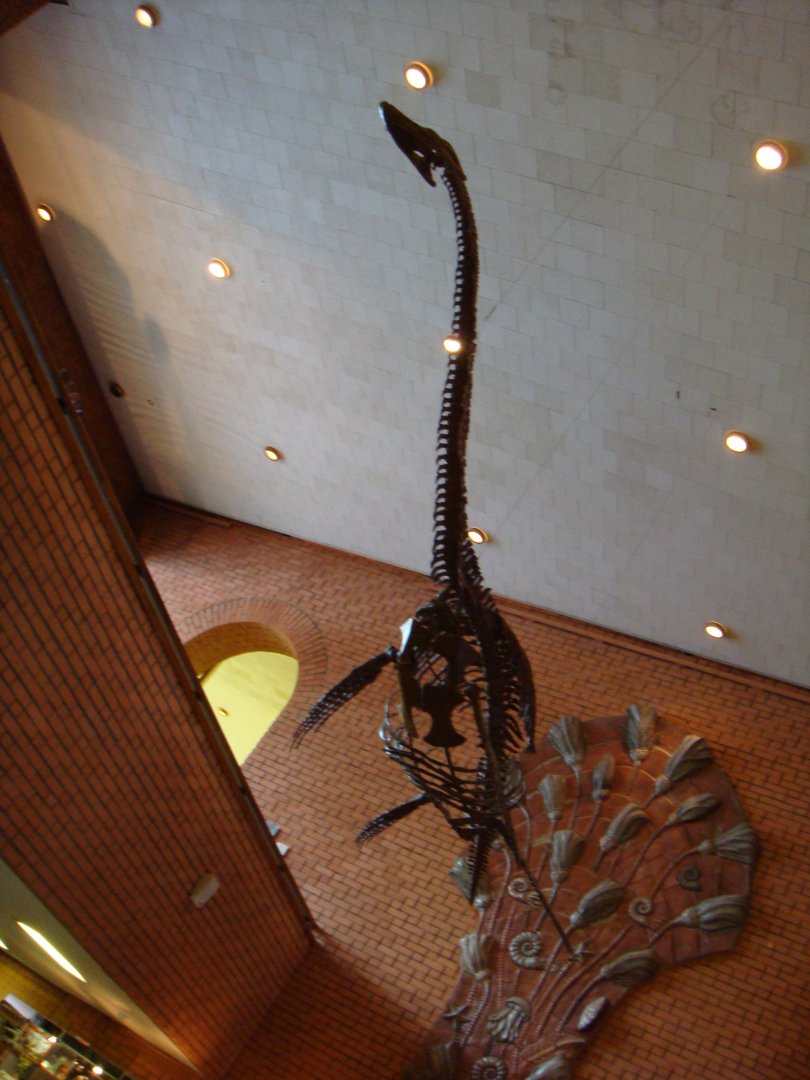 Wellesisaurus sudzuki skeleton (cast)