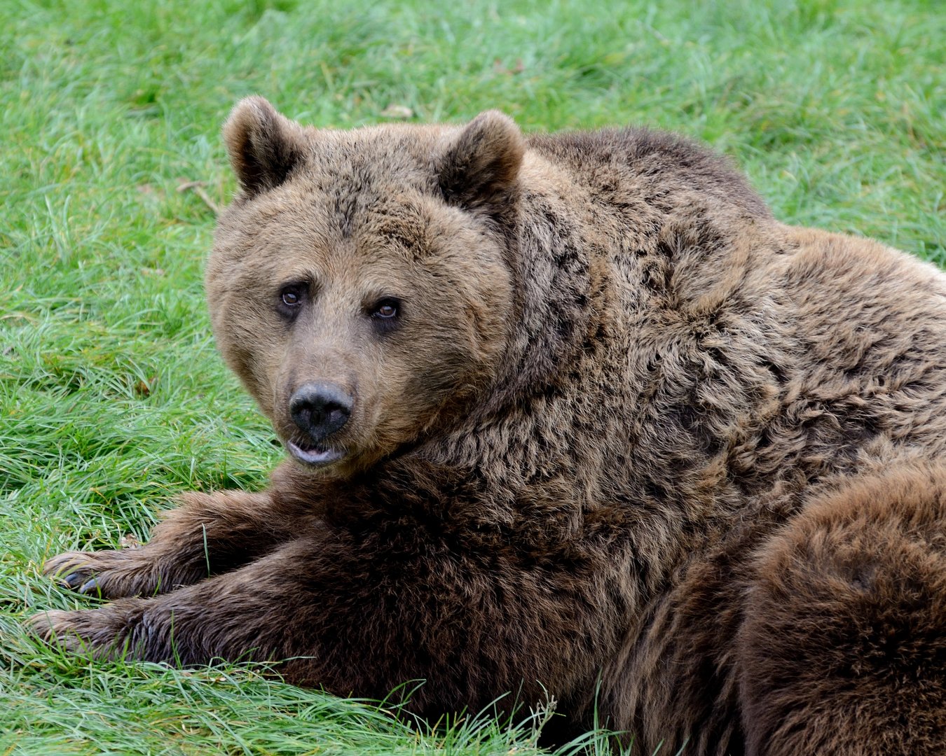 Wellington - Brown Bear