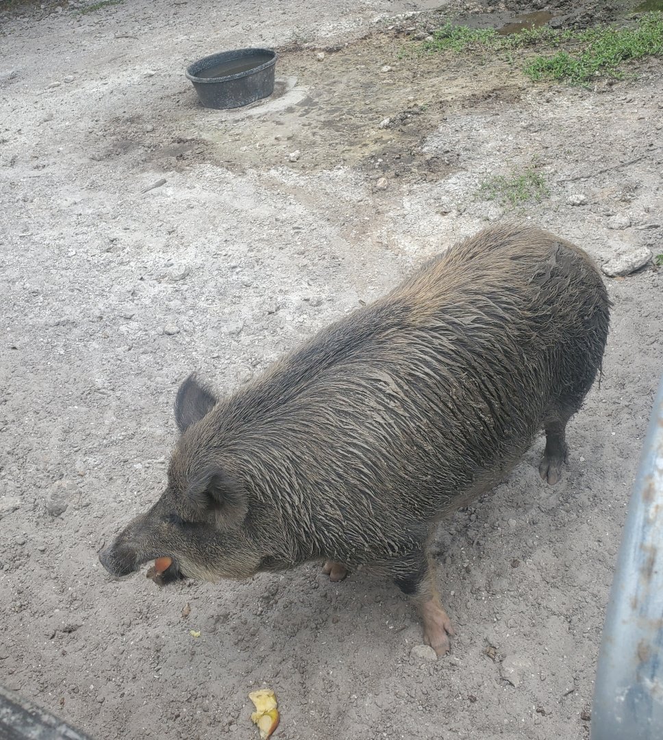 Wellington Conservation Center (2022) - Angelina the sow