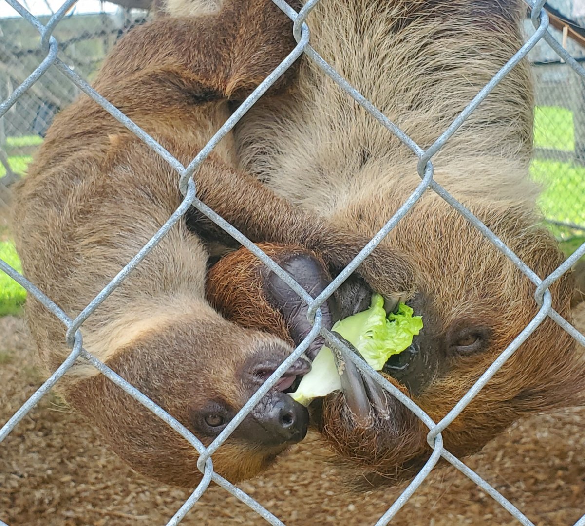 Wellington Conservation Center (2022)  Baby sloth and mamma