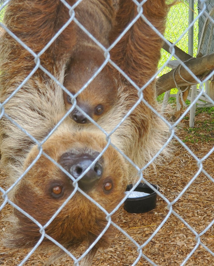 Wellington Conservation Center (2022)  Baby sloth and mamma