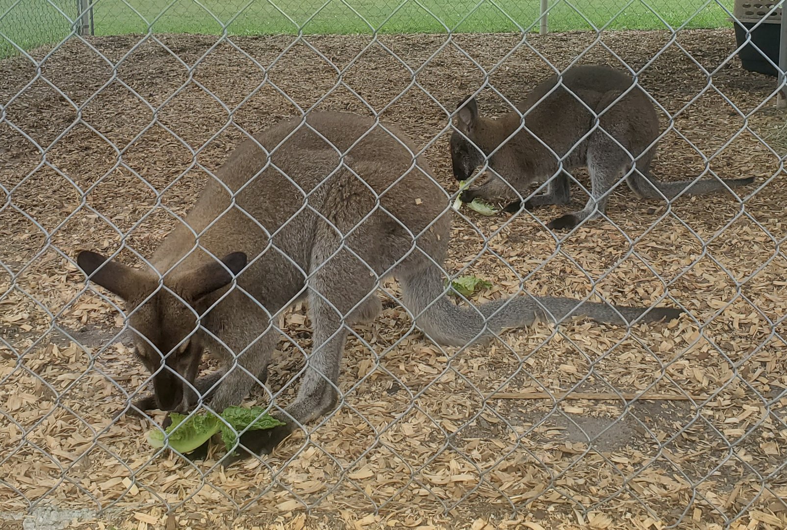 Wellington Conservation Center (2022) - Bennet's Wallabies