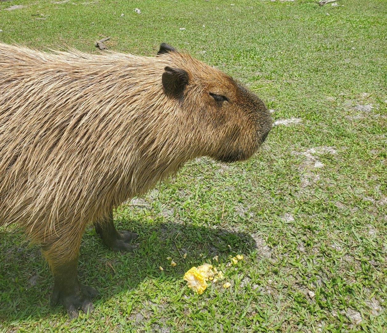 Wellington Conservation Center (2022) - Capybaras