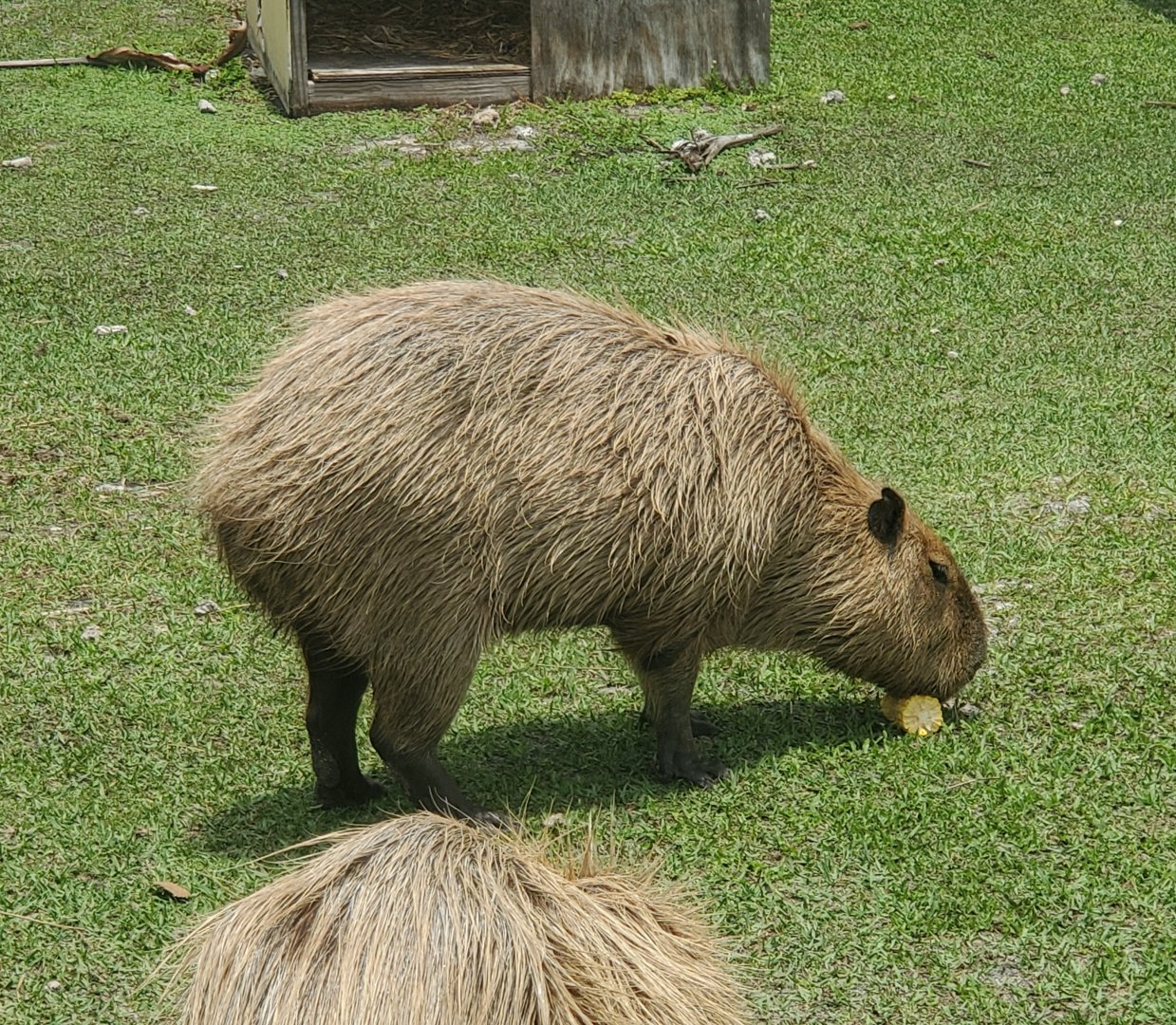 Wellington Conservation Center (2022) - Capybaras