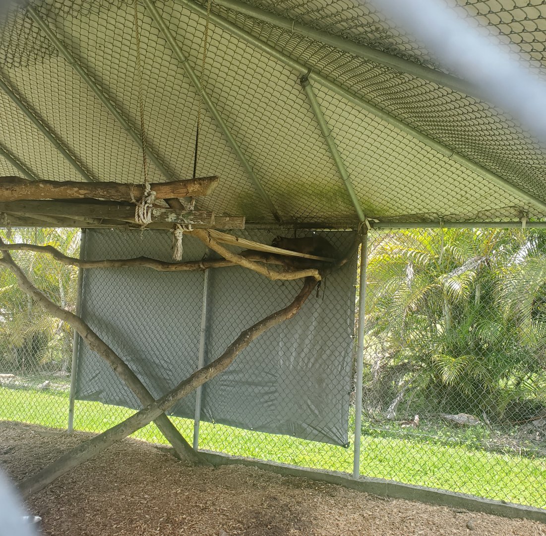 Wellington Conservation Center (2022) - Jasper the Crab-eating Raccoon enclosure