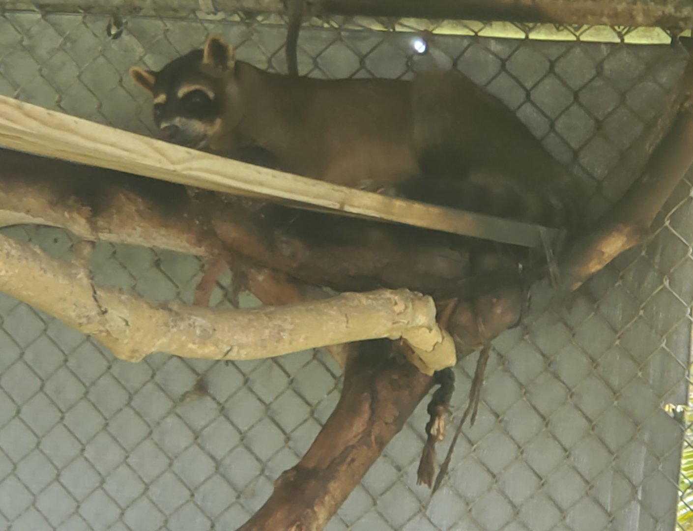 Wellington Conservation Center (2022) - Jasper the Crab-eating Raccoon