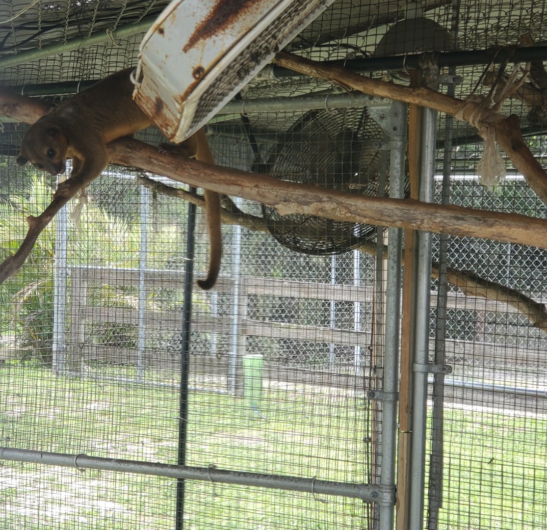 Wellington Conservation Center (2022) - Kinkajou
