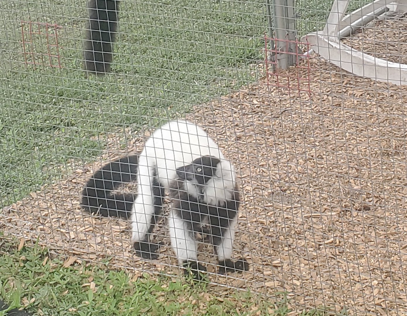 Wellington Conservation Center (2022) - Lemurs