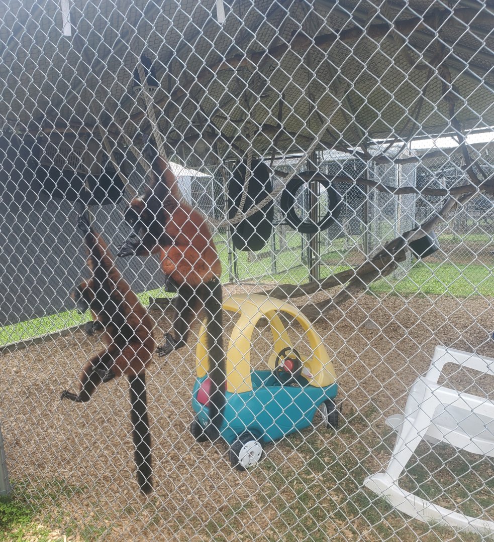 Wellington Conservation Center (2022) - Lemurs