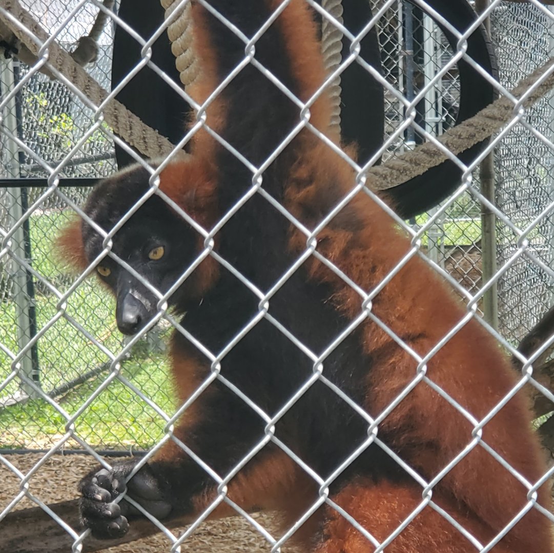 Wellington Conservation Center (2022) - Lemurs