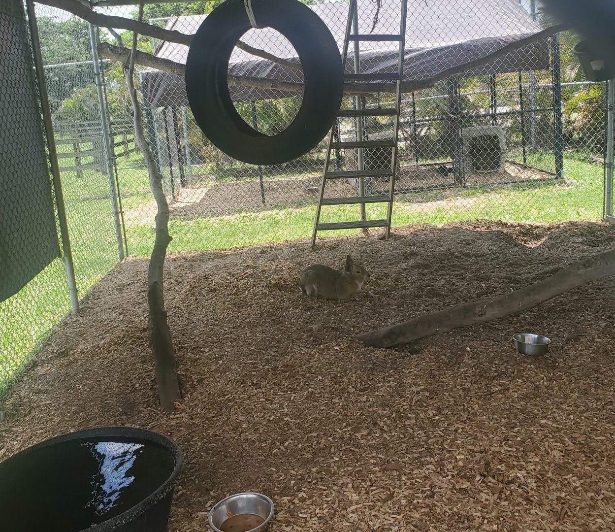 Wellington Conservation Center (2022) - Mara