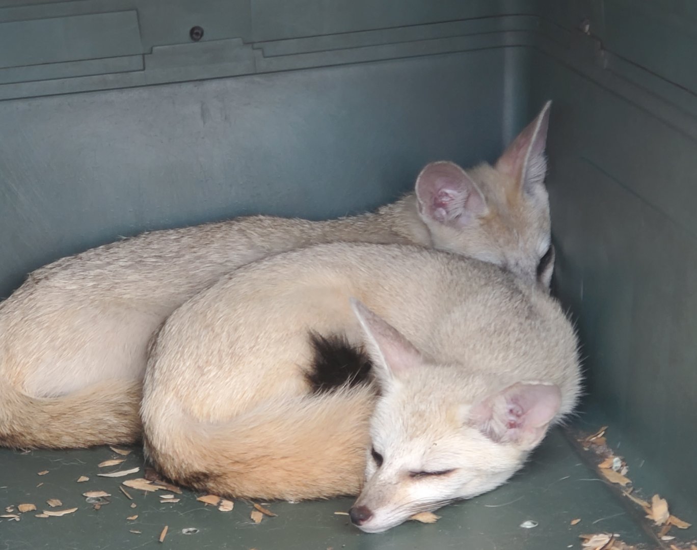 Wellington Conservation Center (2022) - Pale Foxes