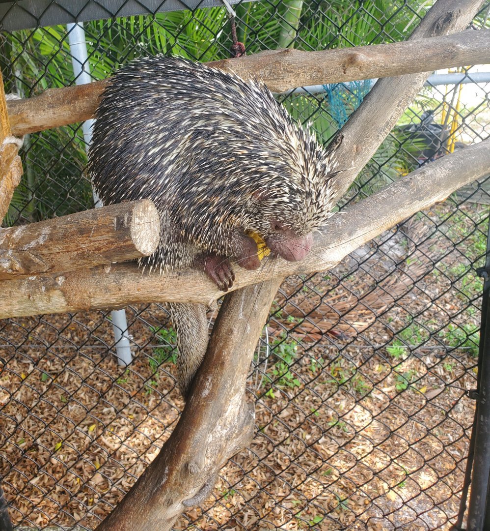 Wellington Conservation Center (2022) - Pickles the porcupine
