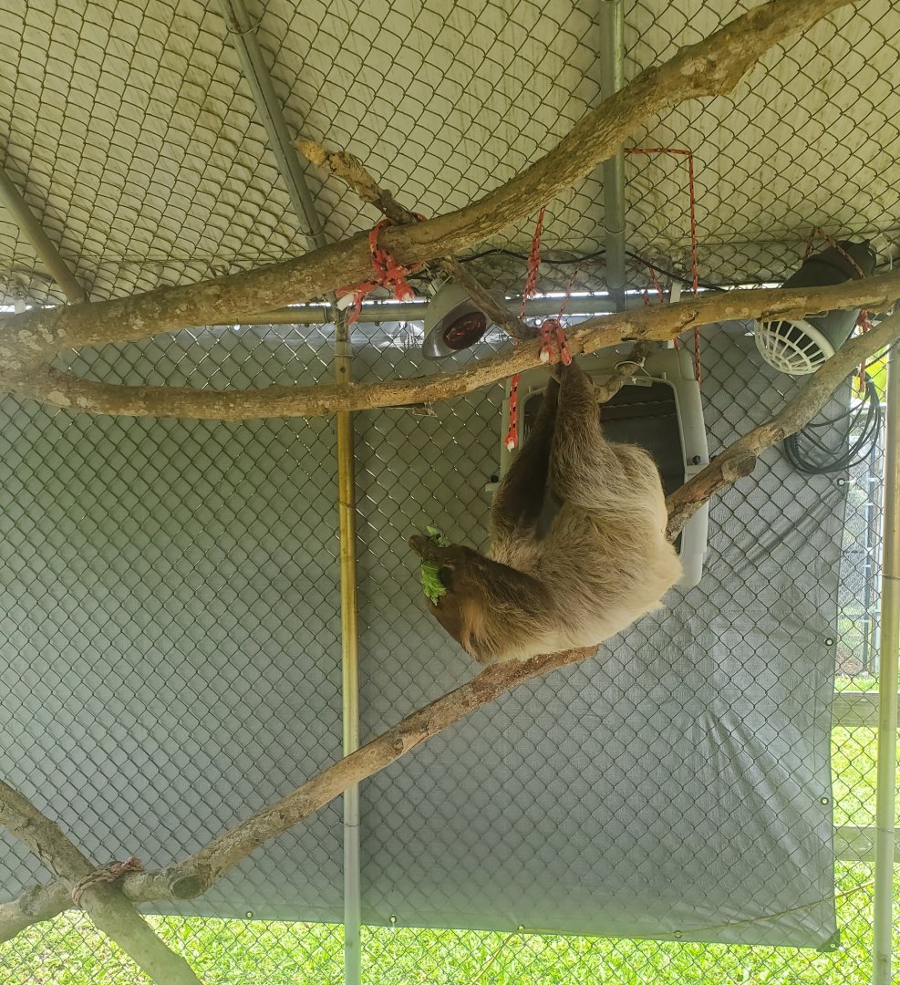 Wellington Conservation Center (2022)  Sid the sloth