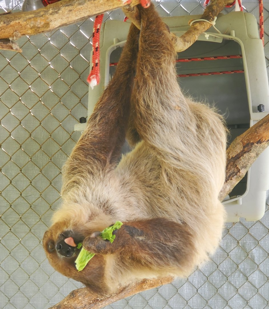 Wellington Conservation Center (2022)  Sid the sloth