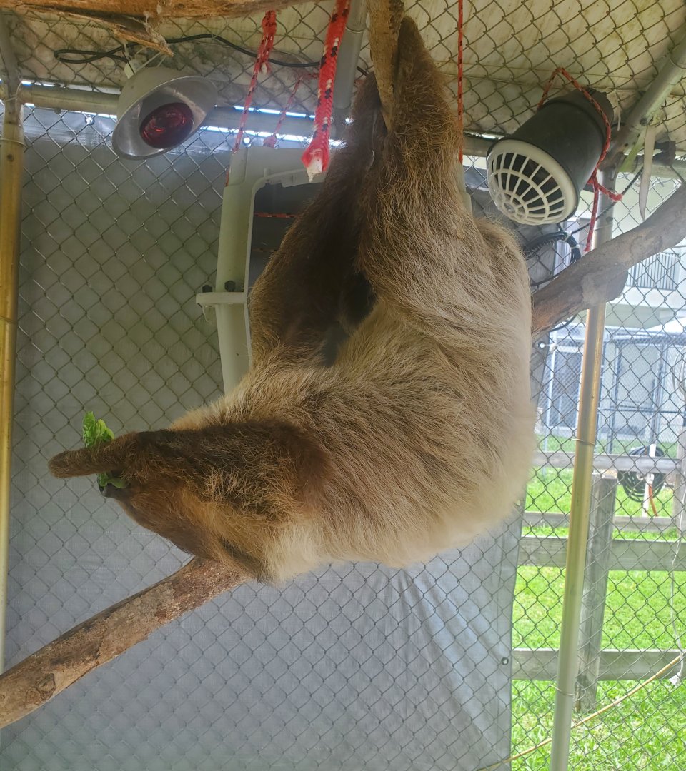 Wellington Conservation Center (2022)  Sid the sloth