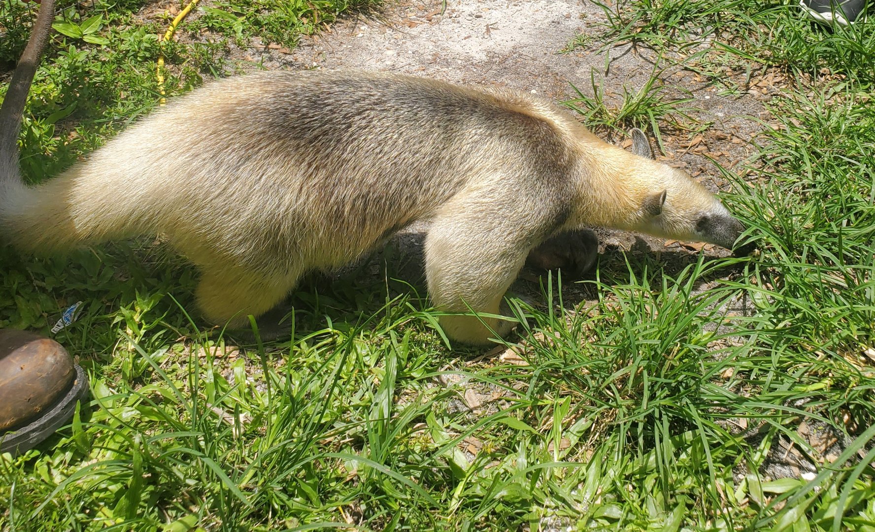 Wellington Conservation Center (2022) -Taco the Tamandua