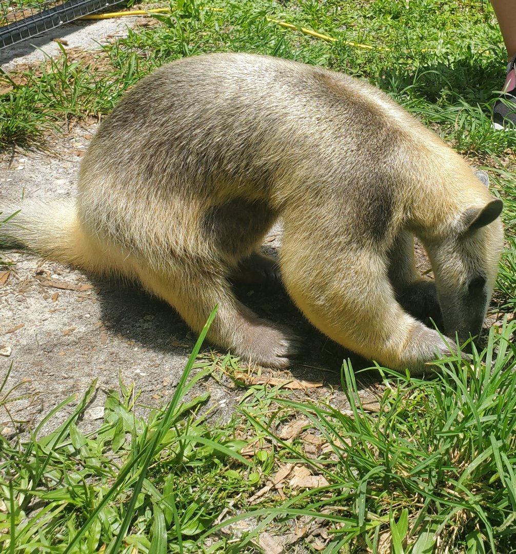 Wellington Conservation Center (2022) -Taco the Tamandua