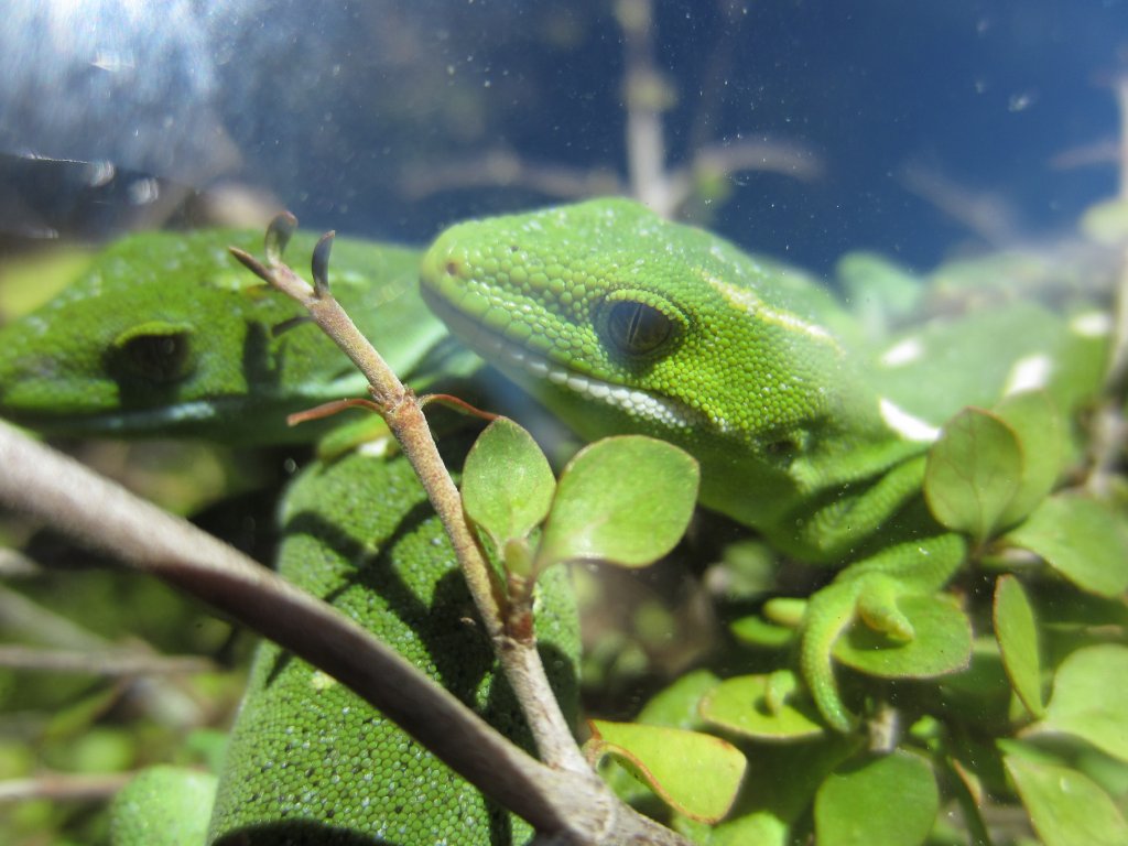 Wellington Green Gecko (Naultinus elegans punctatus)