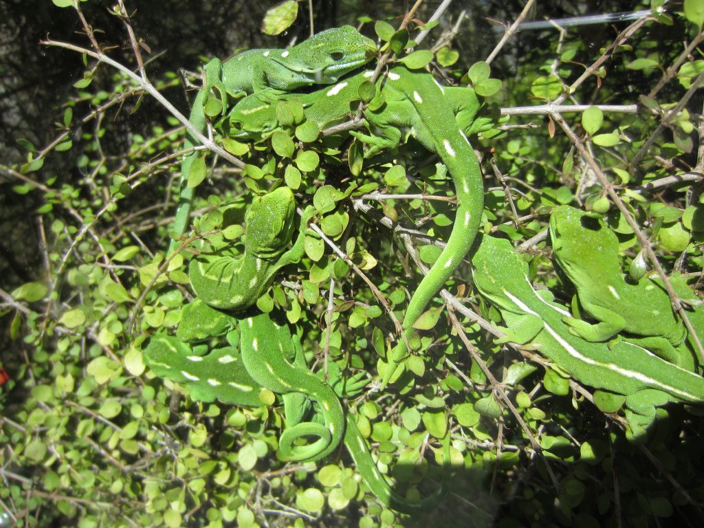 Wellington Green Gecko (Naultinus elegans punctatus)