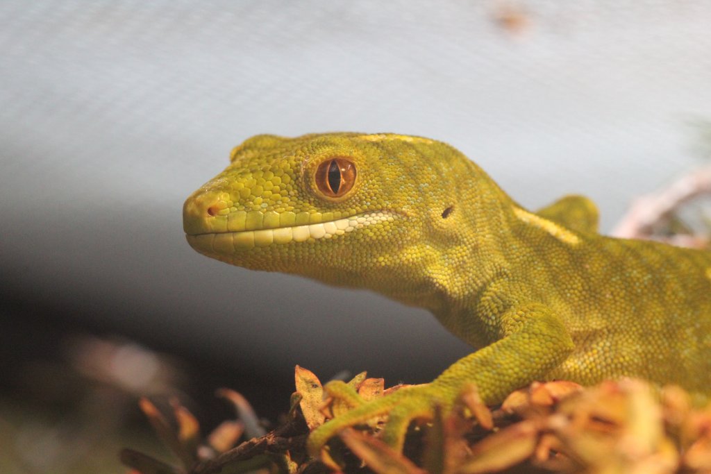 Wellington Green Gecko (Naultinus elegans punctatus)