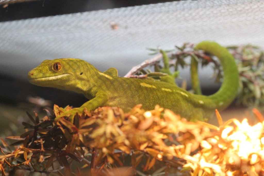 Wellington Green Gecko (Naultinus elegans punctatus)