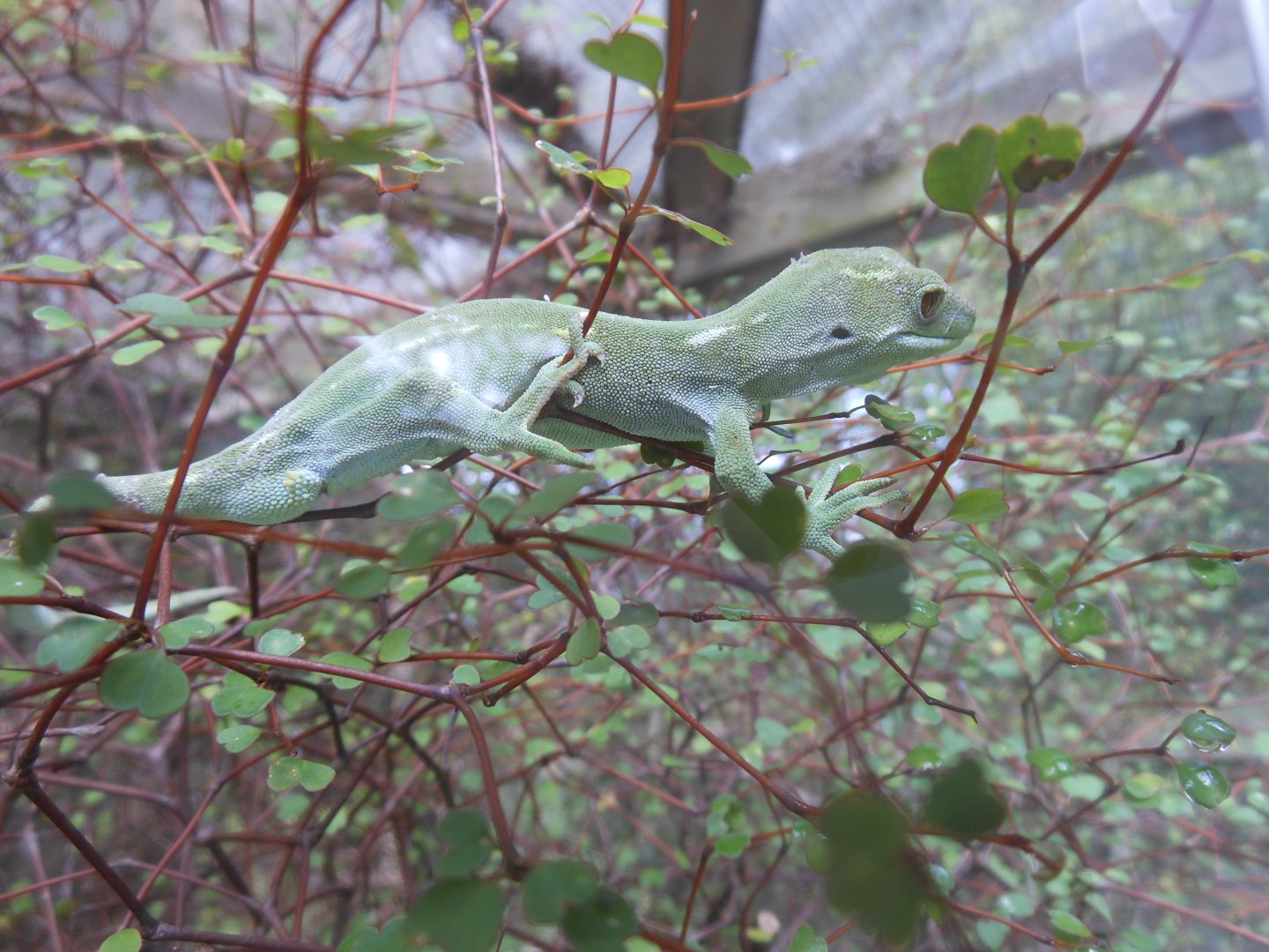 Wellington Green Gecko (Naultinus elegans punctatus)