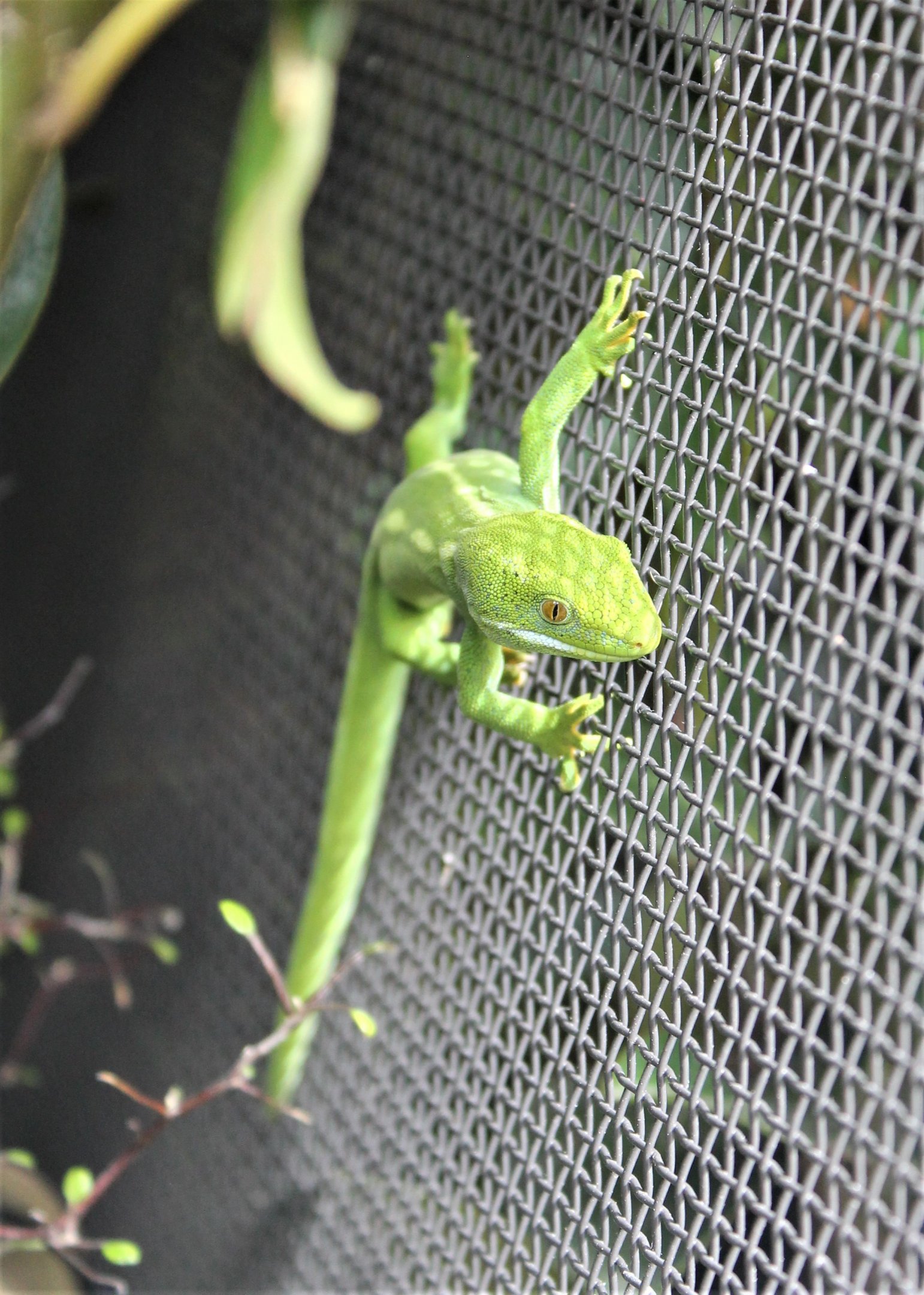 Wellington Green Gecko (Naultinus punctatus)