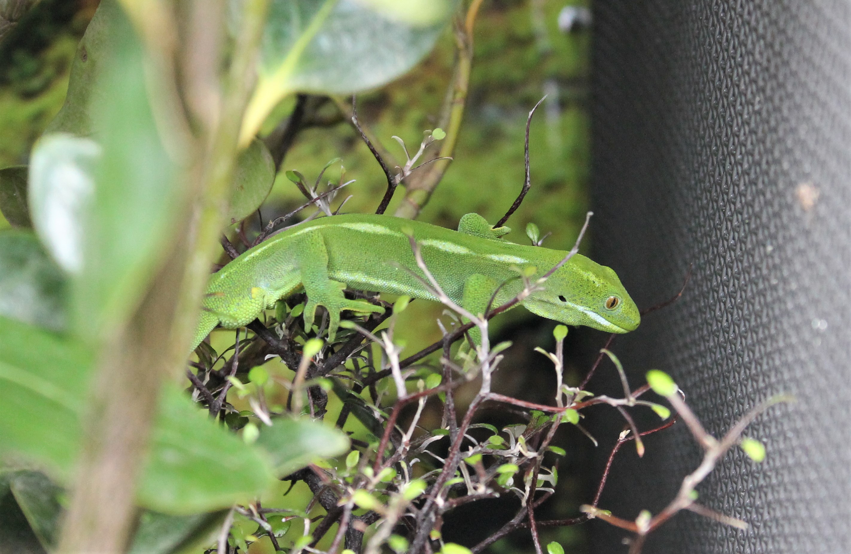 Wellington Green Gecko (Naultinus punctatus)