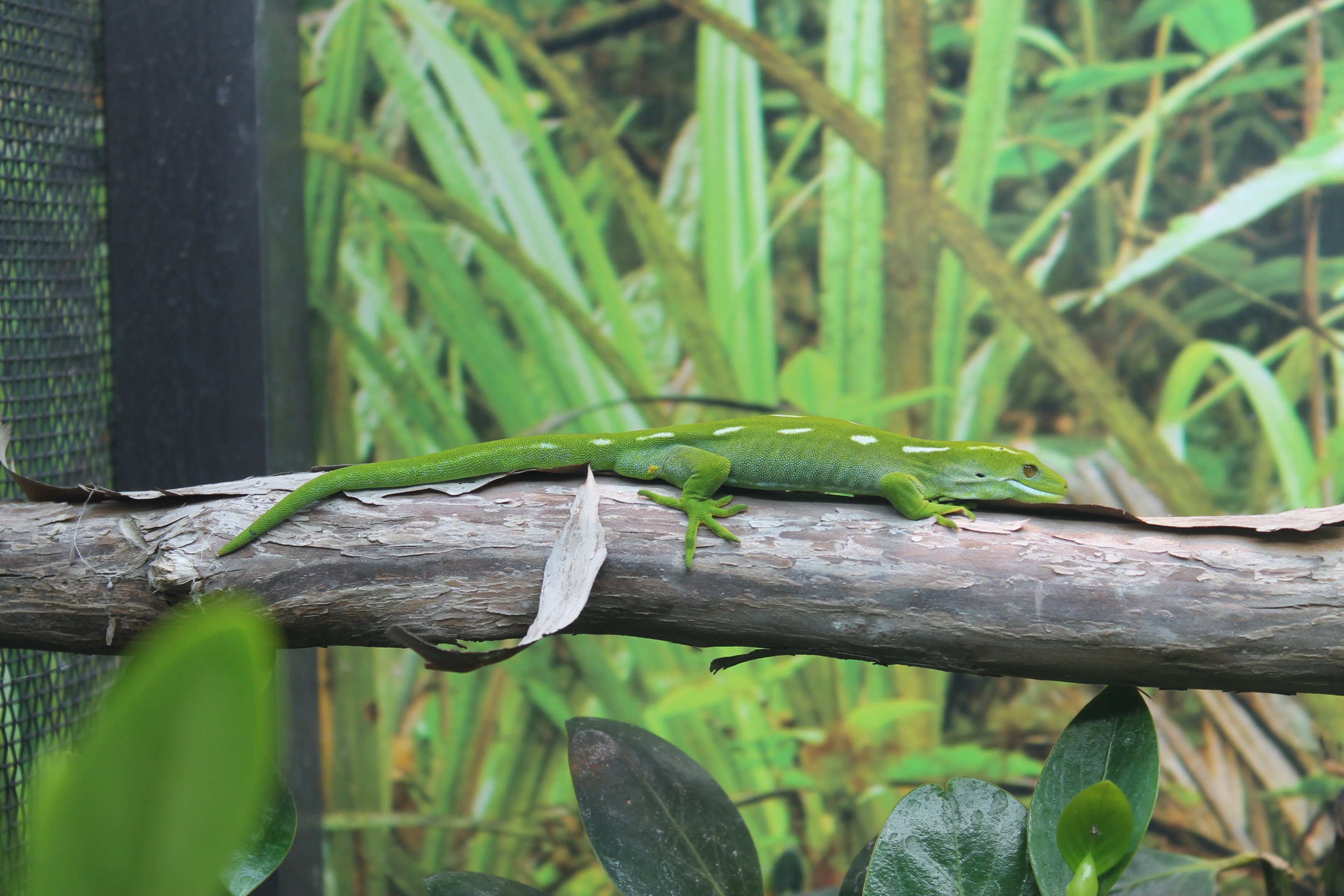 Wellington Green Gecko (Naultinus punctatus)