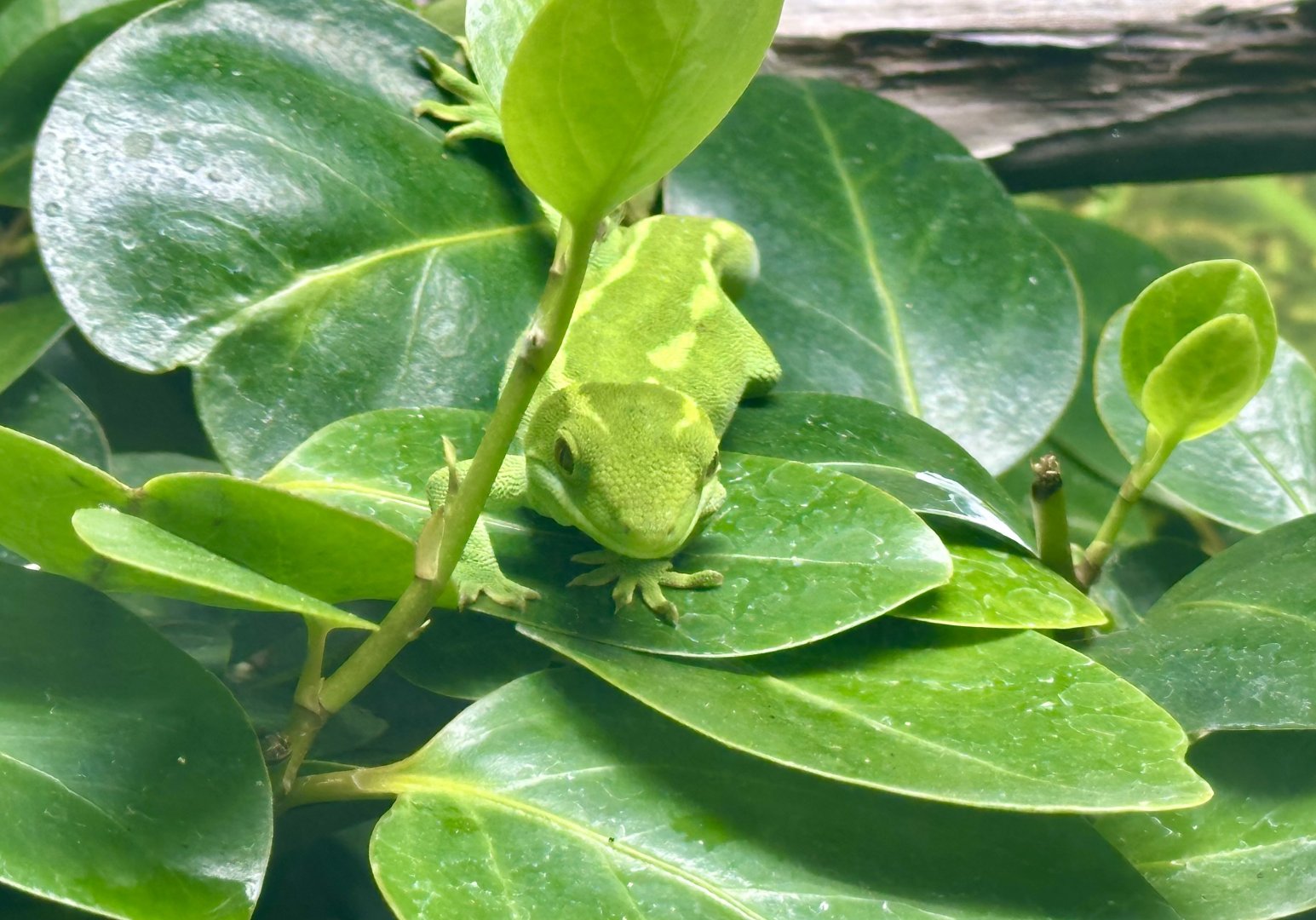 Wellington green gecko (Naultinus punctatus)