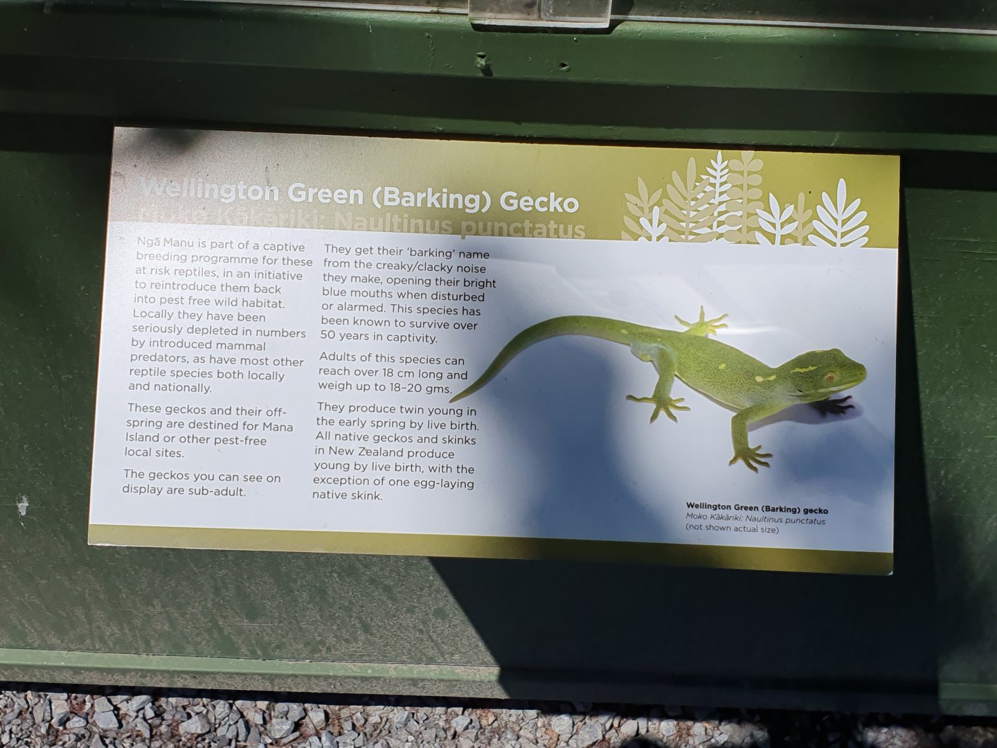 Wellington Green Gecko sign