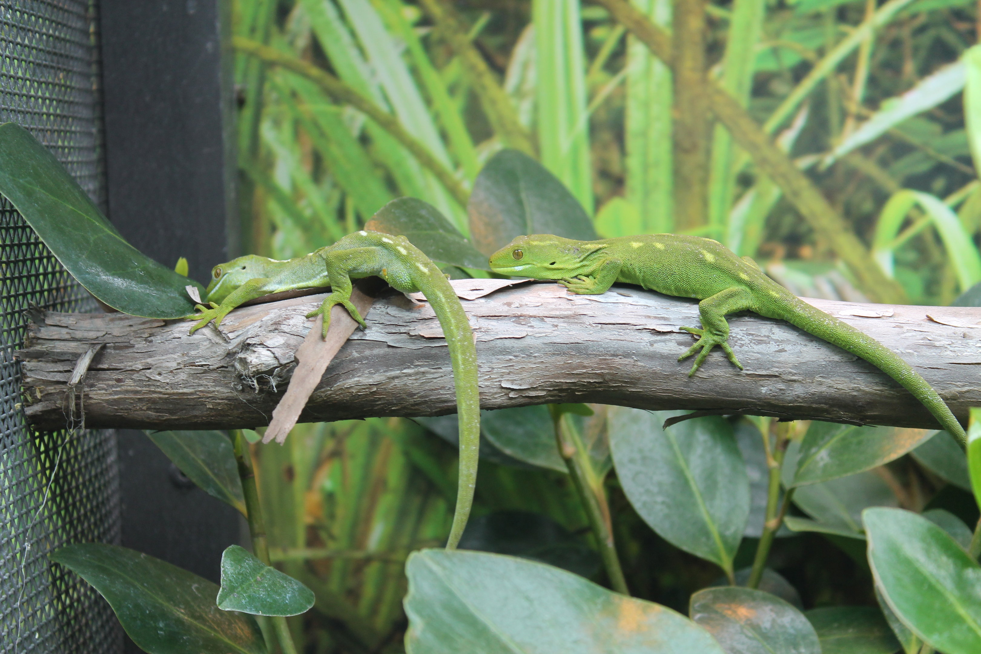 Wellington Green Geckoes (Naultinus punctatus)