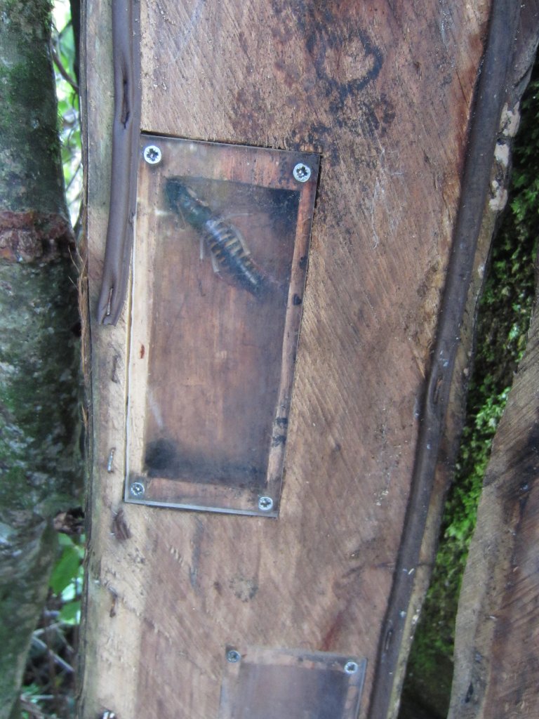 Wellington Tree Weta (Hemideina crassidens), male