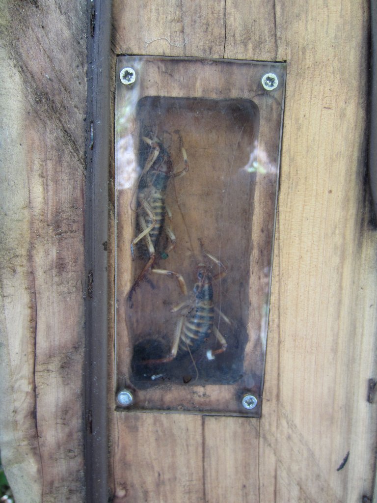 Wellington Tree Weta (Hemideina crassidens), pair