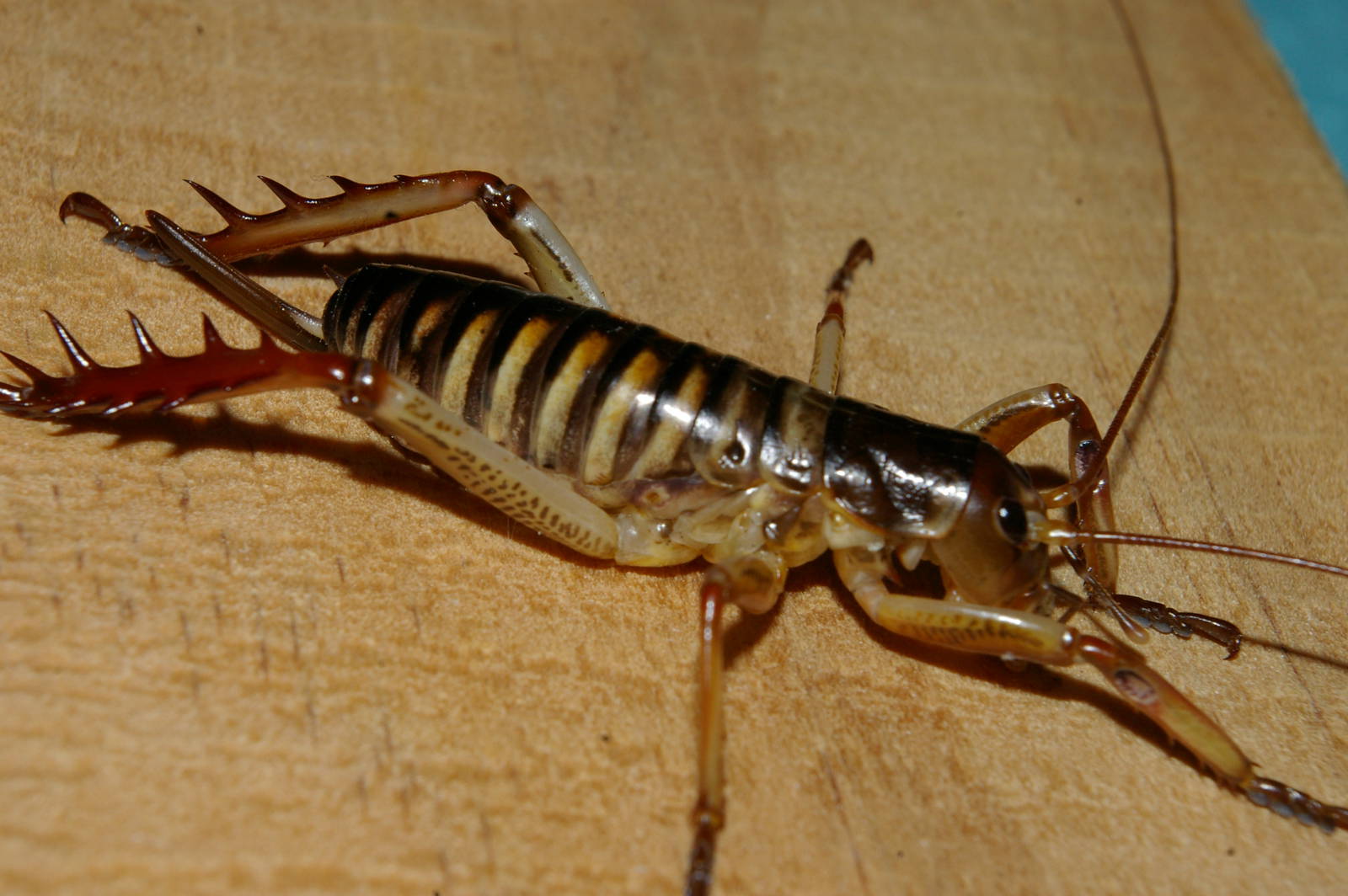 Wellington tree weta (Hemideina crassidens)