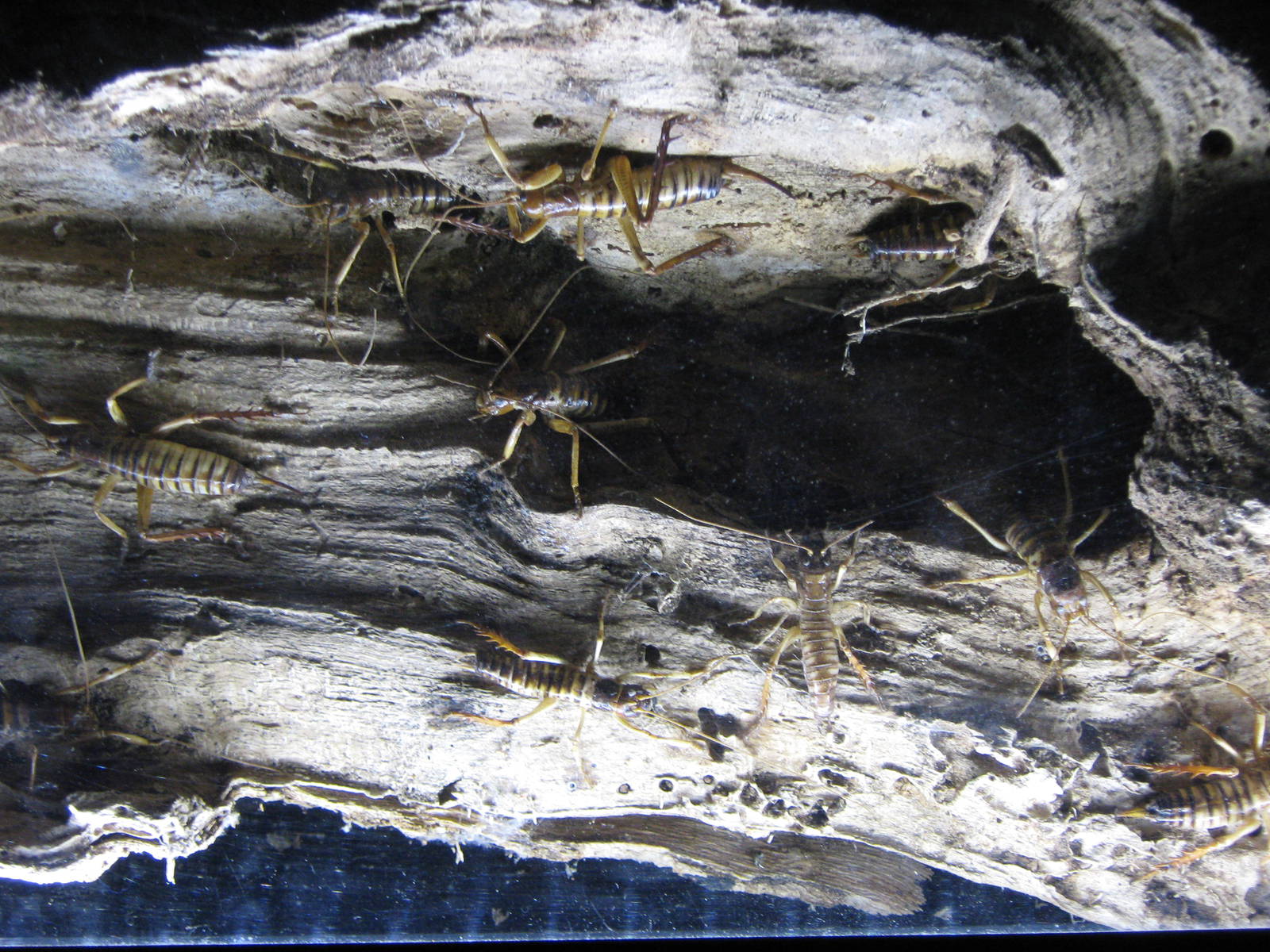 Wellington tree weta (Hemideina crassidens)