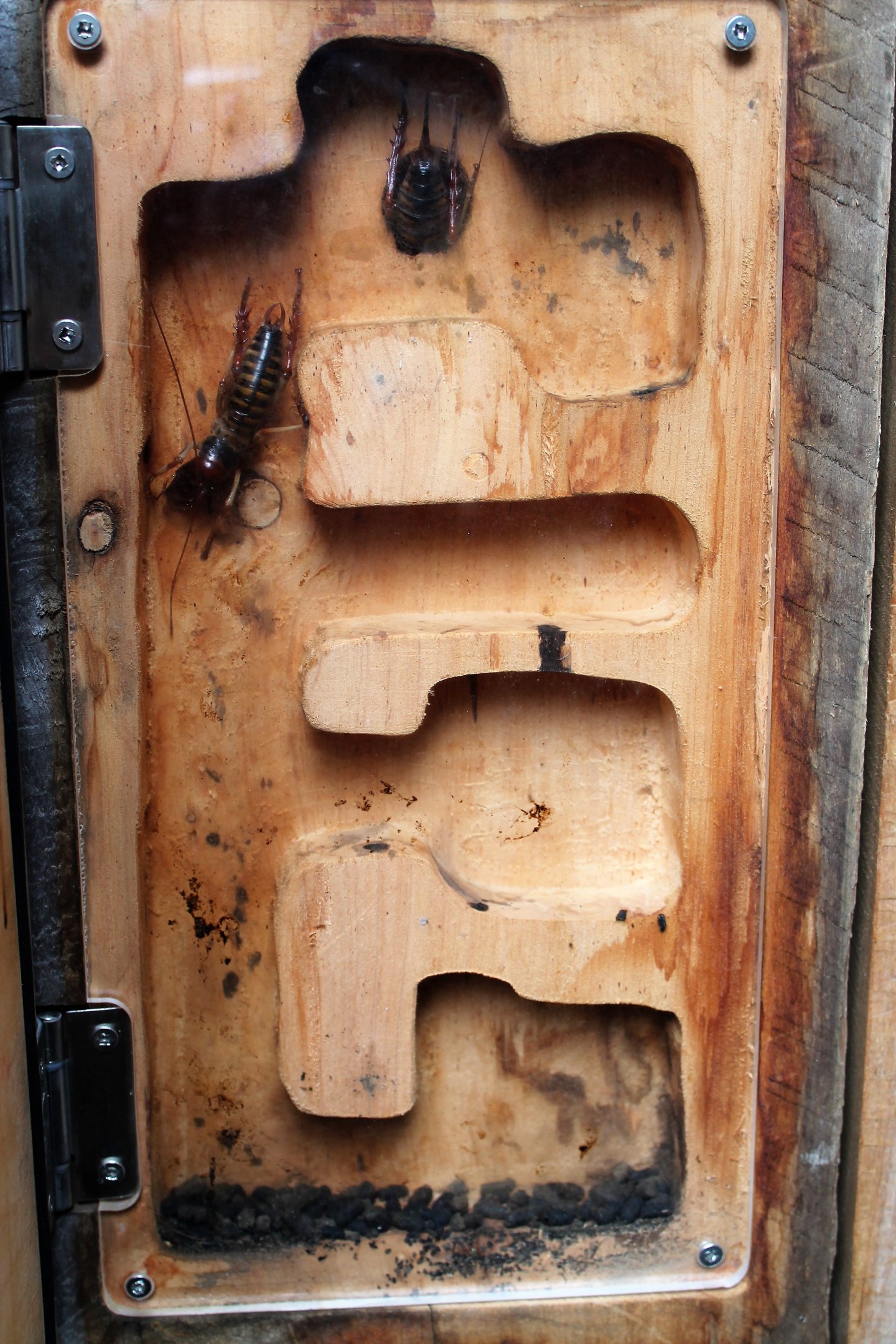 Wellington Tree Weta (Hemideina crassidens)