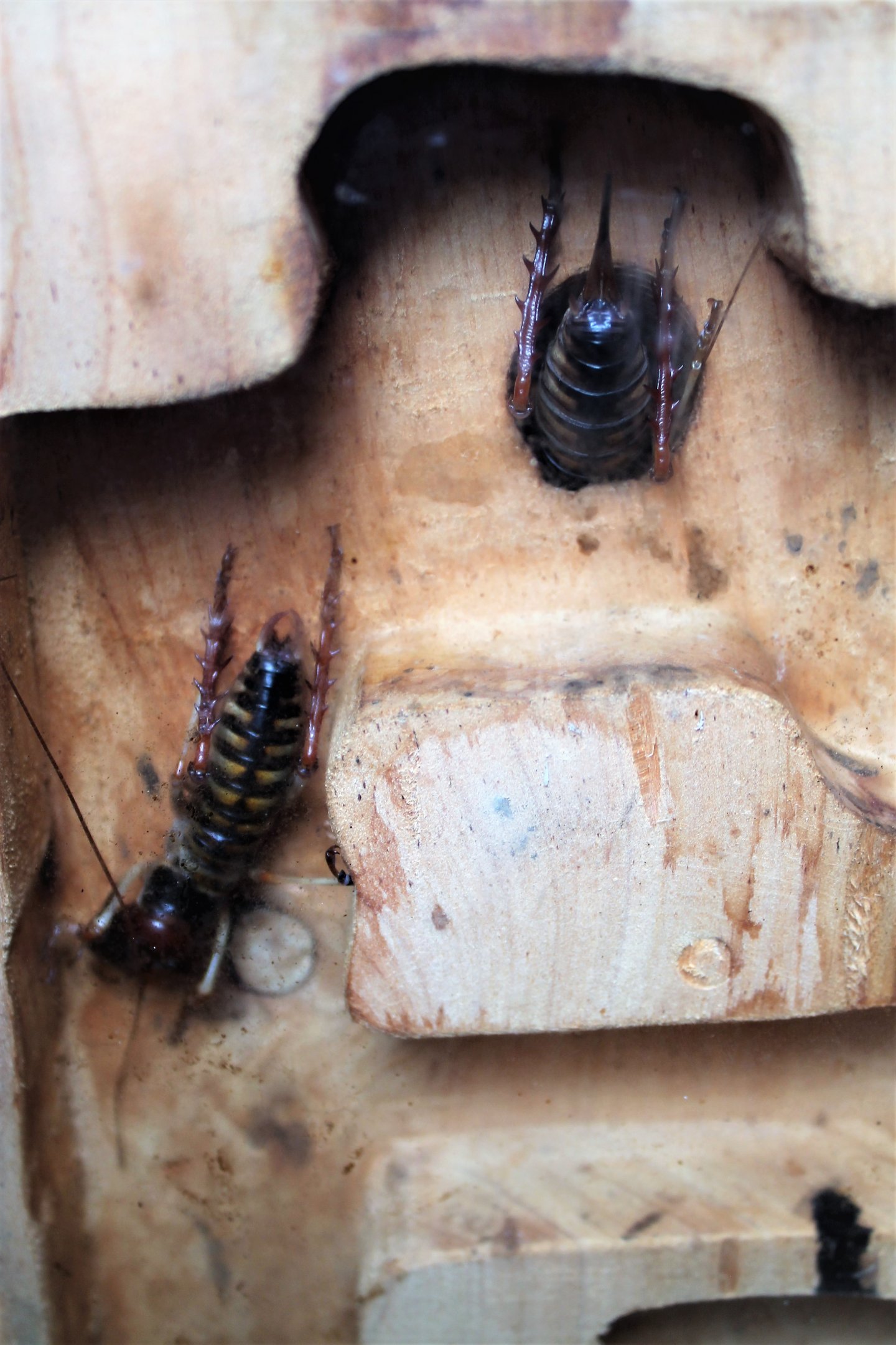 Wellington Tree Weta (Hemideina crassidens)
