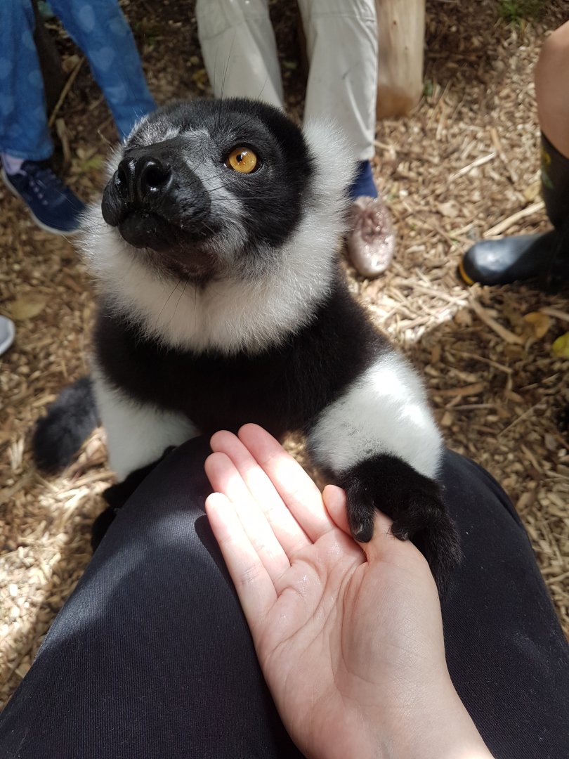 Wellington Zoo | Black and White Ruffed Lemur