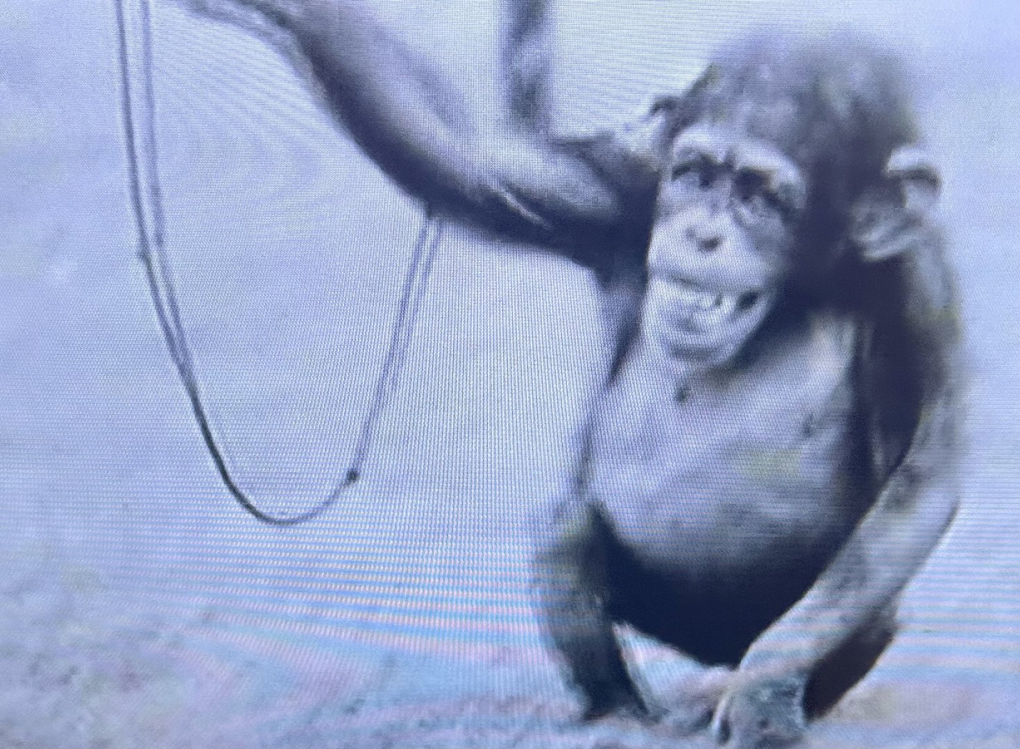 Wellington Zoo - Breena (1956)