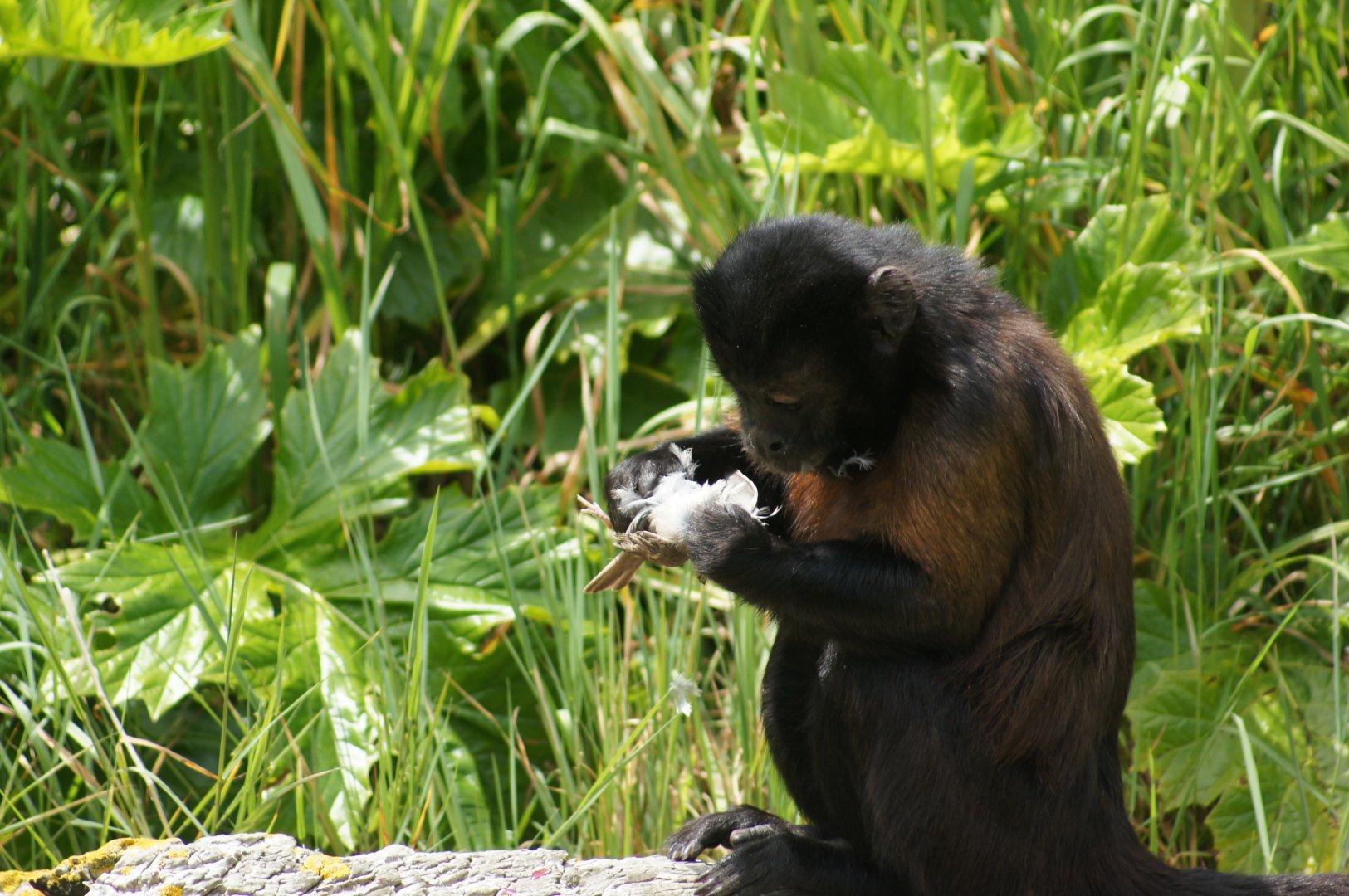 Wellington Zoo | Brown Capuchin Eating Caught Bird