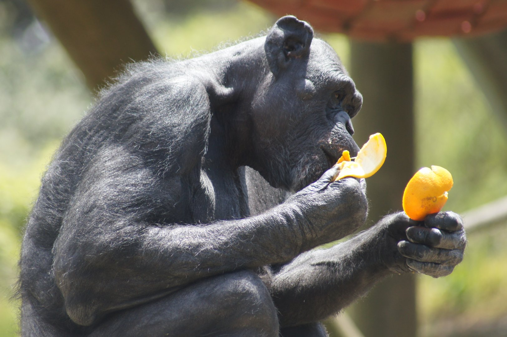 Wellington Zoo | Chimpanzee Eating Orange