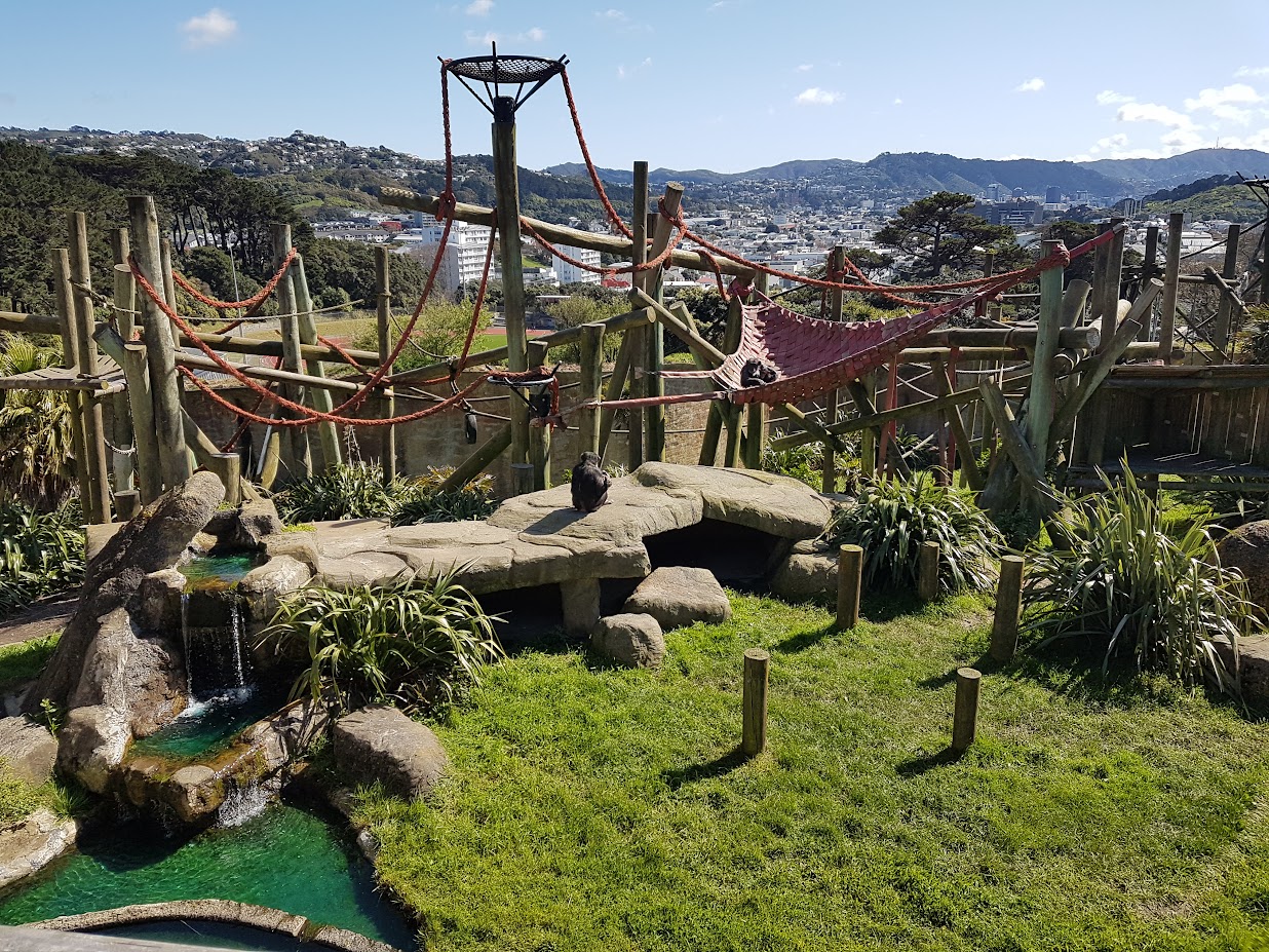 Wellington Zoo | Chimpanzee Enclosure