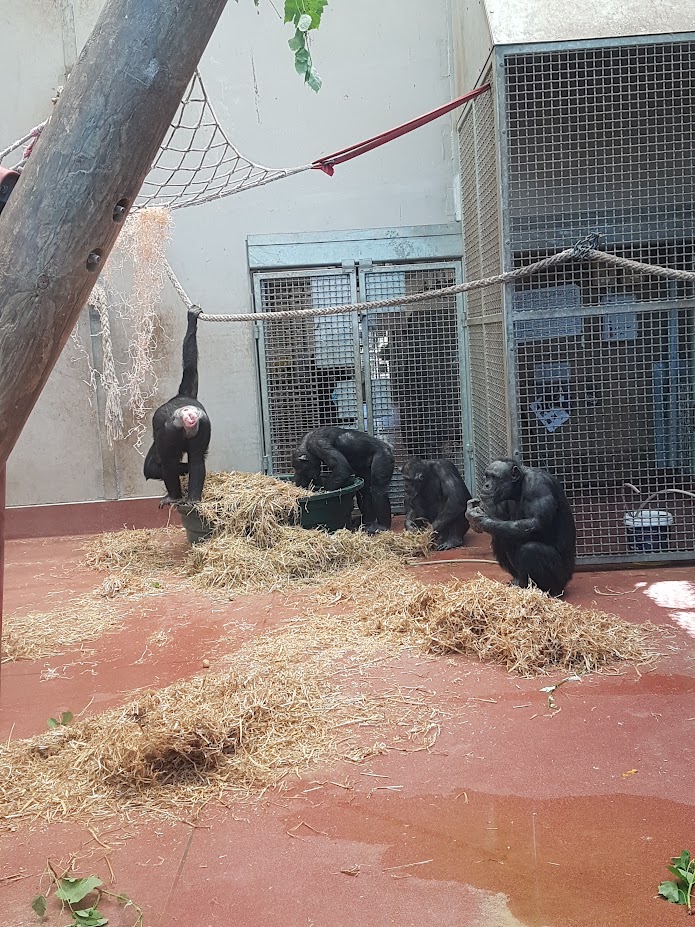 Wellington Zoo | Chimpanzees Foraging